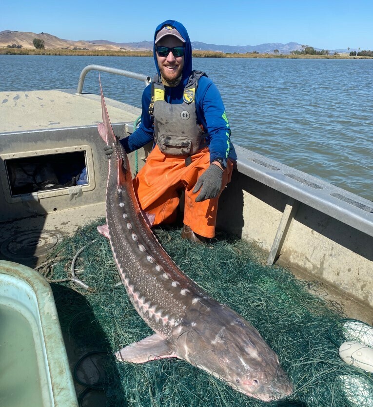 White sturgeon harvest reduced for 2023-2024 season cover picture