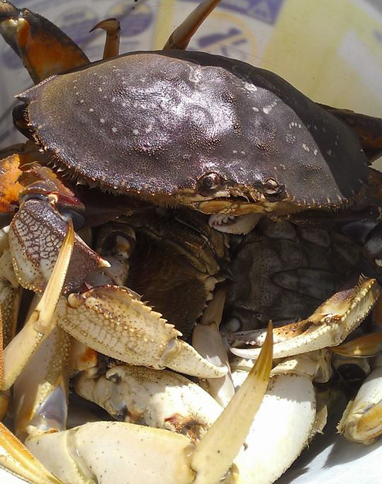 Northern California Recreational Crab Trap Restriction Expanded, Commercial  Dungeness Crab Season Delayed – Marine Management News