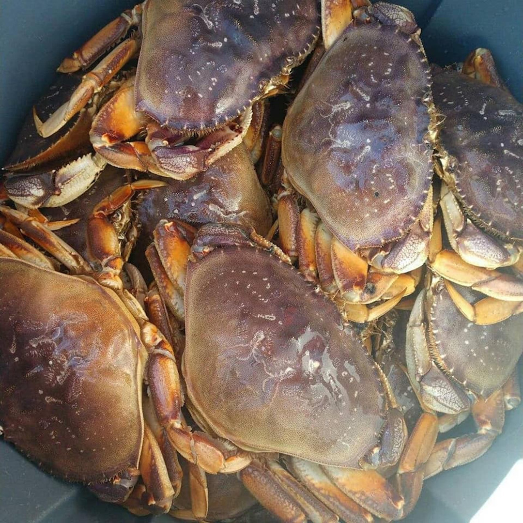 Recreational Dungeness crab fishing opens this weekend  cover picture