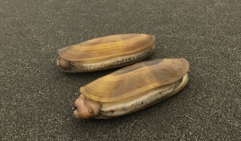 Fish and Wildlife Director Closes Razor Clam Fishery in Del Norte County cover picture