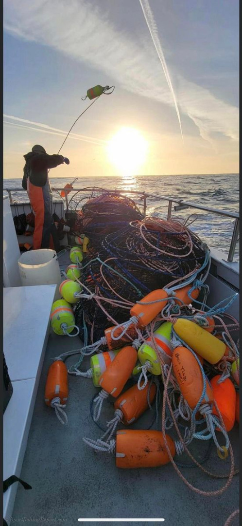 Limits of rockfish and limits of crab