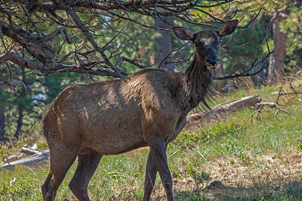 Minam River Wildlife Area acquisition complete, adding 15,573 acres in Oregon landscape-scale conservation