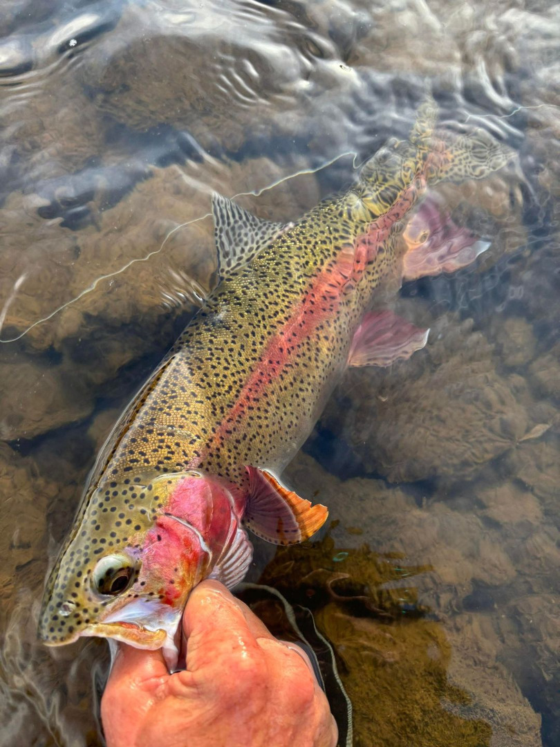 Nice Rainbow on The North Fork Stanislaus 