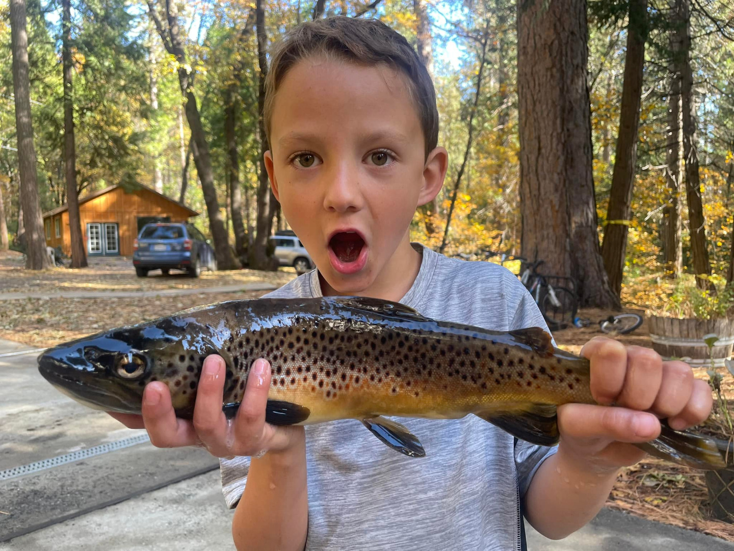 Hetch Hetchy Brown Trout