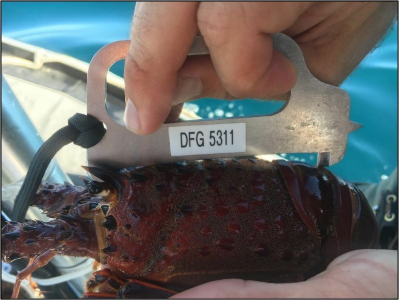 Fish and Game Commission Suspends and Terminates Fishing Privileges for Two Southern California Commercial Lobster Fishermen cover picture