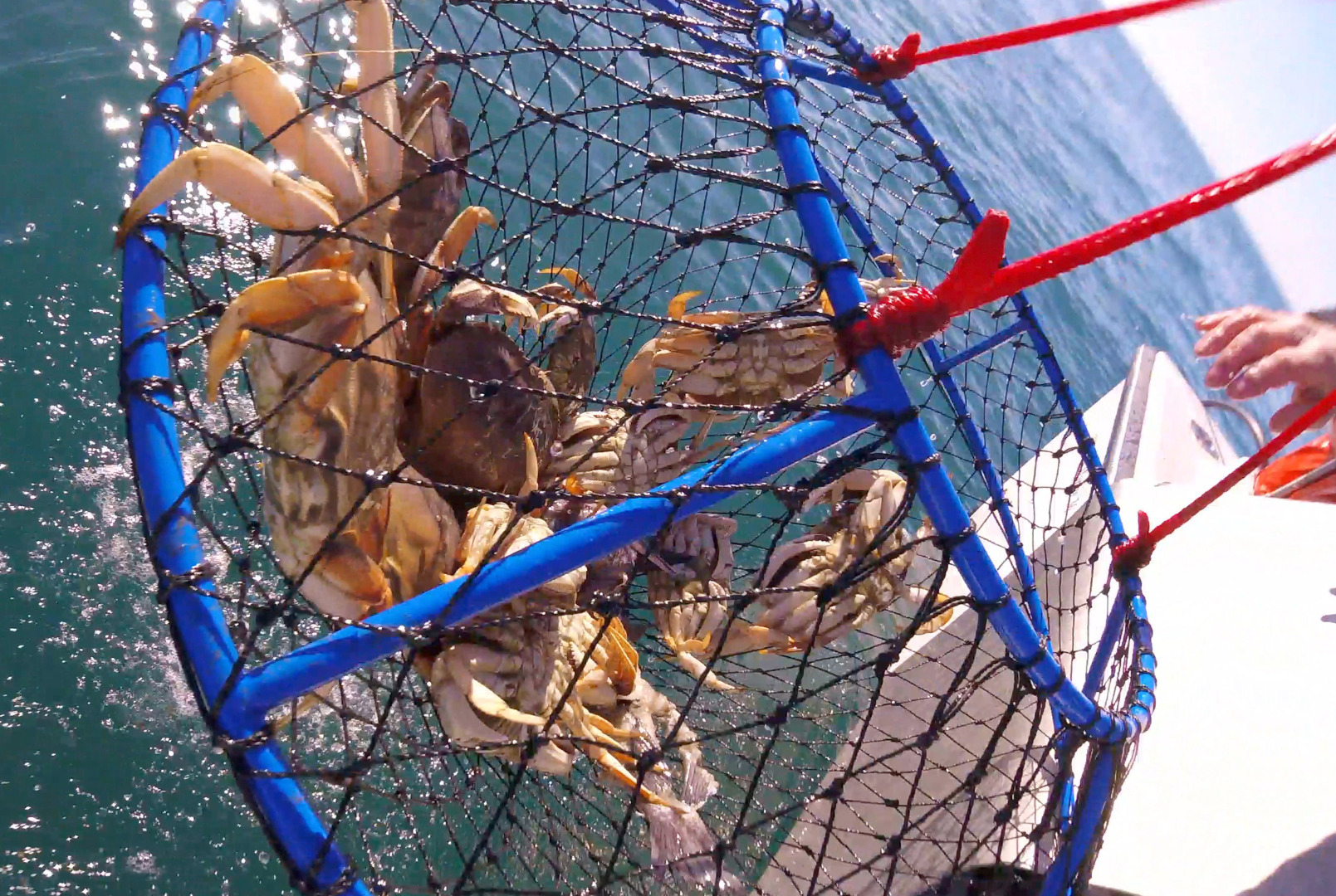 Sport Crab Trap Restrictions to Begin Sunday Evening cover picture