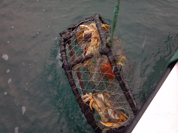 Back to Crab Traps Starting Saturday cover picture