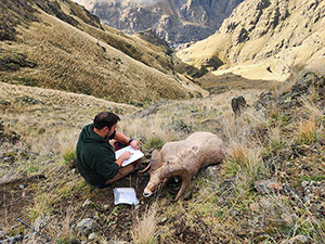 Pneumonia hits Hells Canyon bighorn sheep, ODFW and neighboring states monitoring the effects