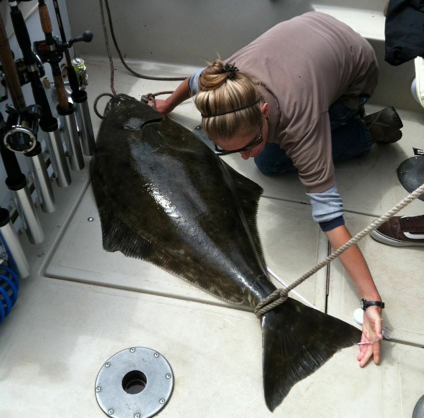 CDFW Seeks Public Input on California’s Recreational Pacific Halibut Fishery cover picture