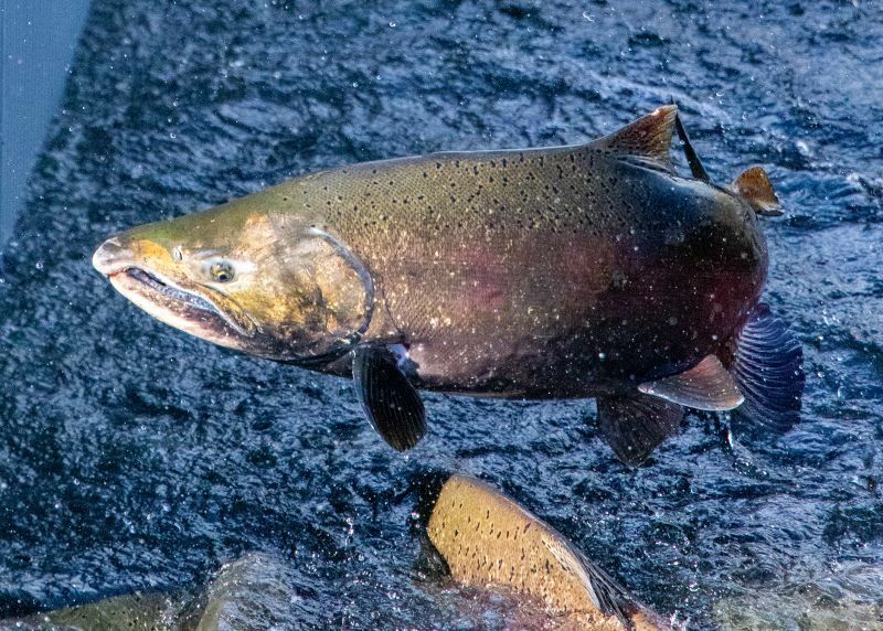 CDFW to Host Virtual Public Meeting on California Salmon Fisheries cover picture