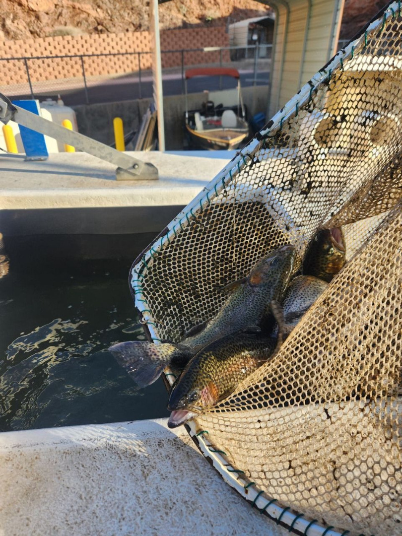 Colorado River - Willow Beach Fish Report - Willow Beach, NV
