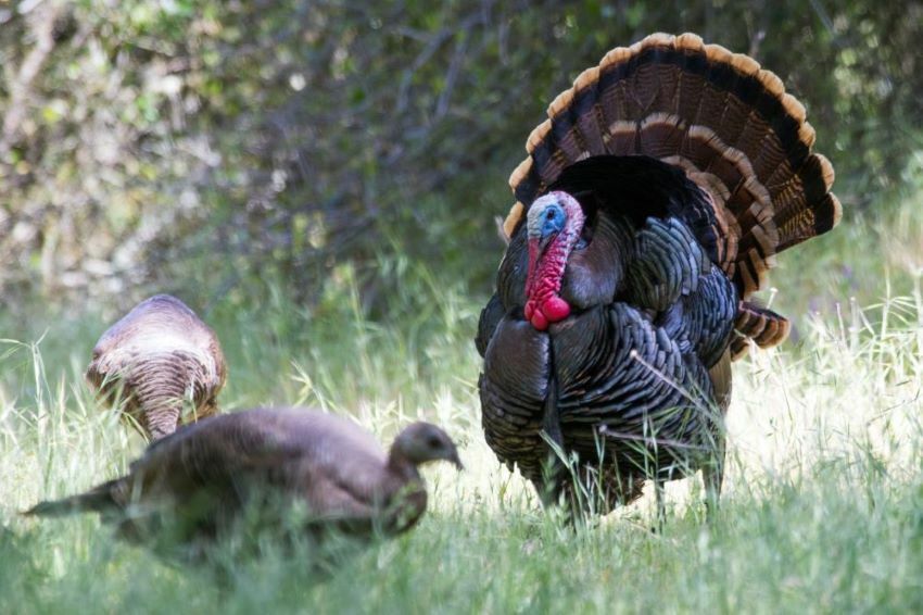 California Offers Abundant Opportunities for 2024 Spring Turkey Season   cover picture