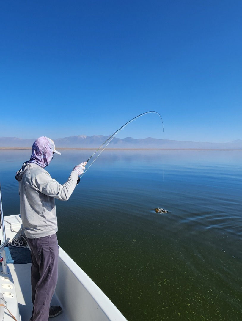 Holiday Season Trout Magic at Lake Berryessa