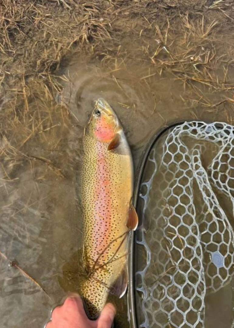 Fishing Reports – Salinas Valley Fly Fishers