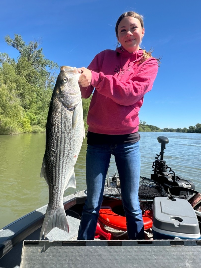 Sacramento River stripped bass fishing 