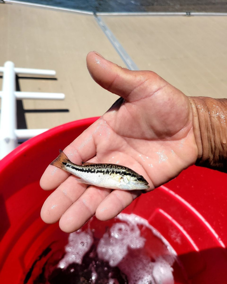 Today over 4,000 Fingerling Florida Strain Largemouth Bass were planted