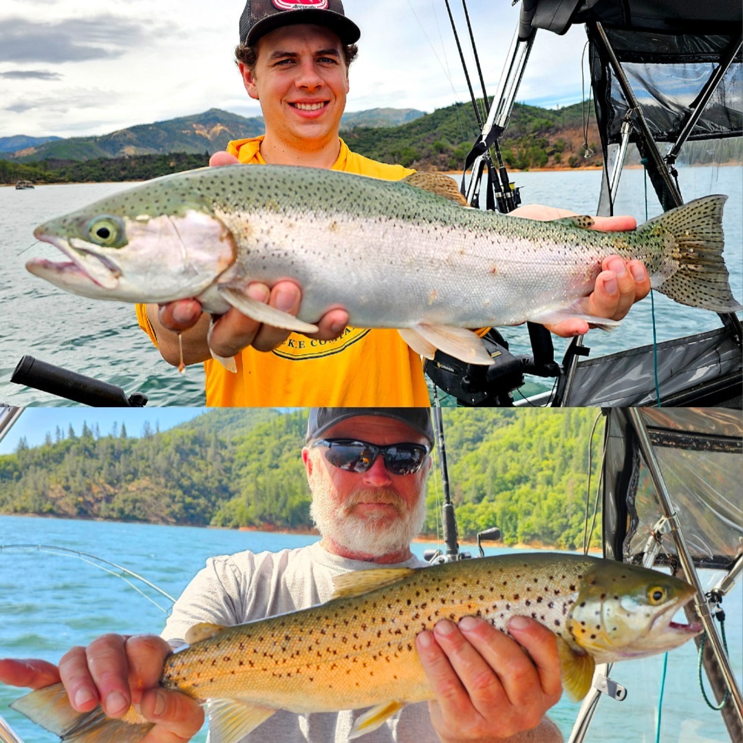 Shasta Lake Trout are their summer feed bag