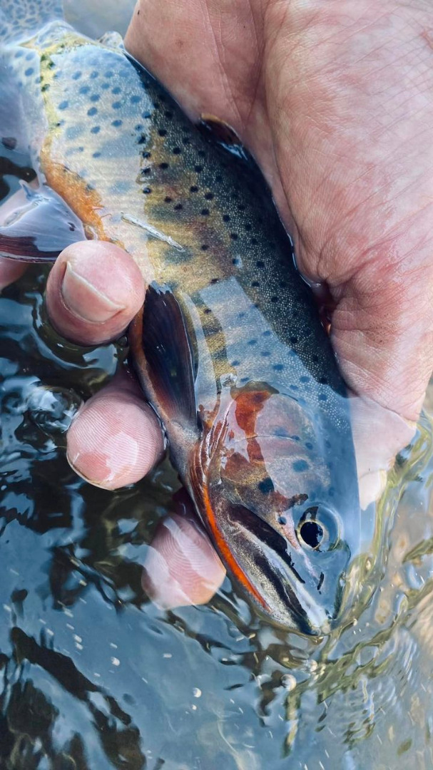  Dry fly fishing is great right now
