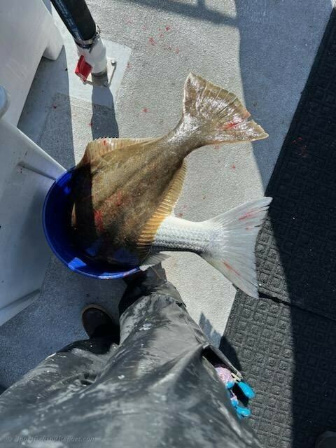 Sea Wolf Fish Report - Fish Report - Sea Wolf had the WHCI charter ...