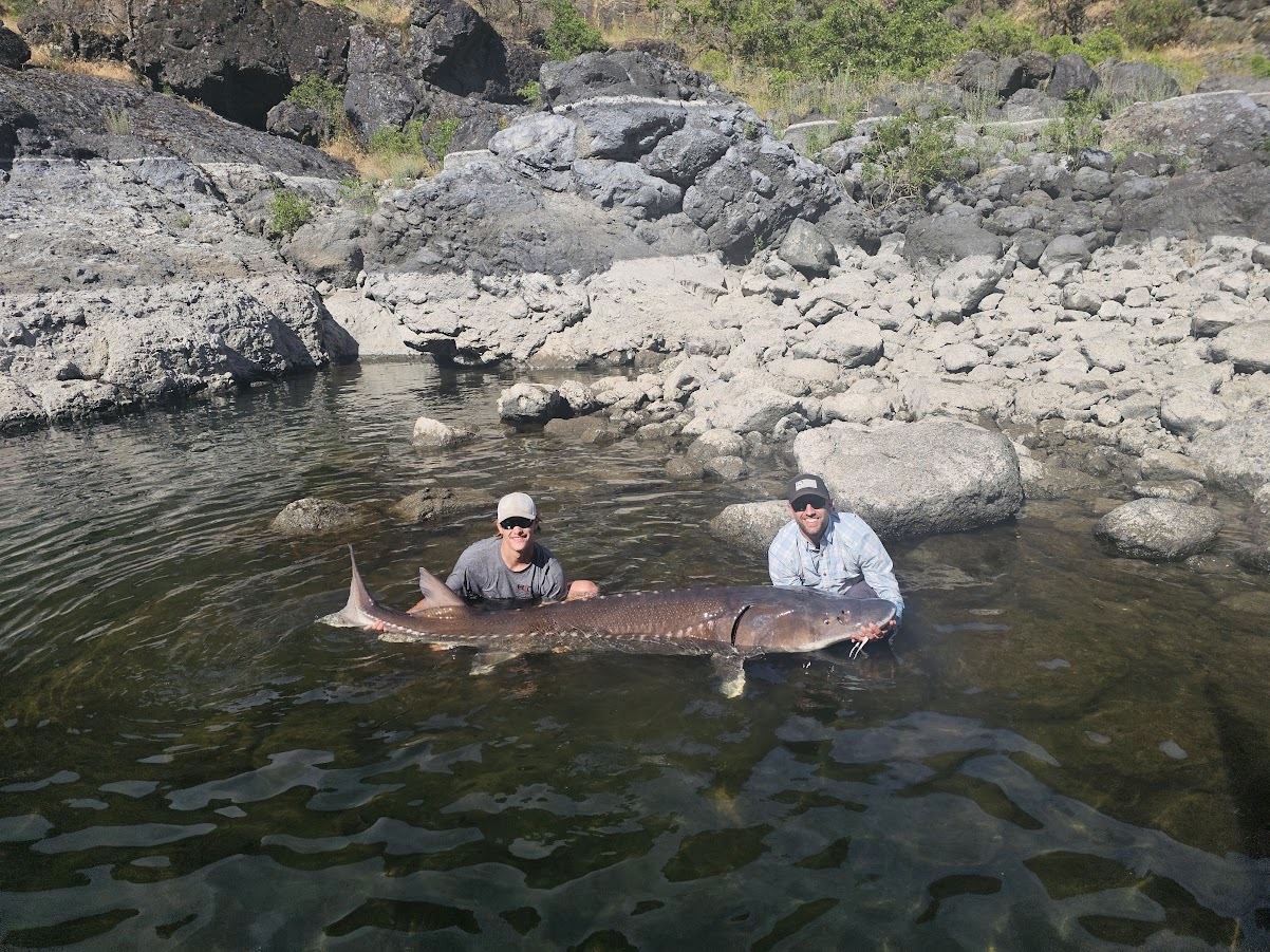 Snake River Fish Report