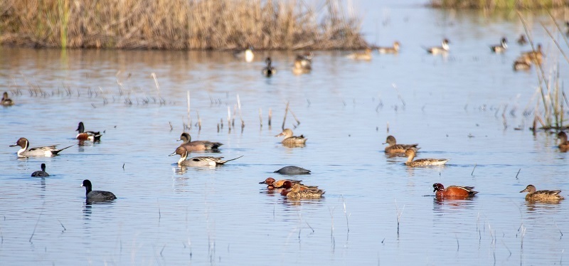 CDFW Completes 2024 Waterfowl Breeding Population Survey cover picture