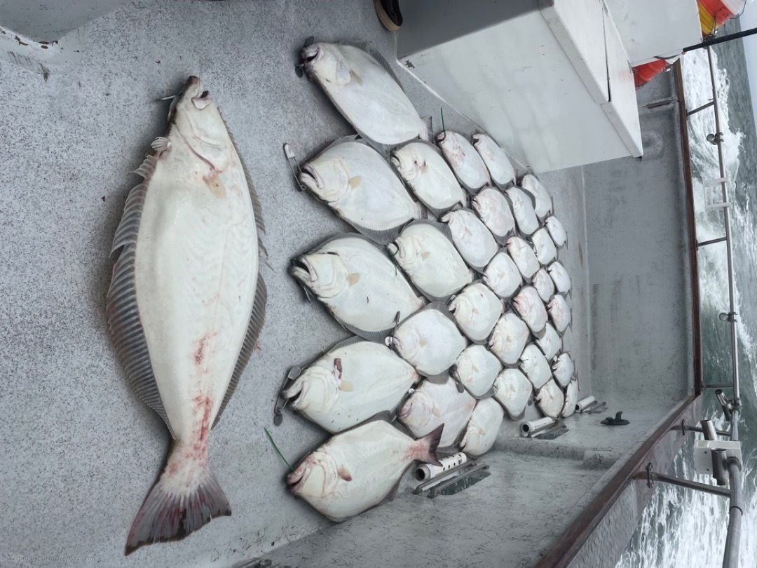 Ocean Halibut 