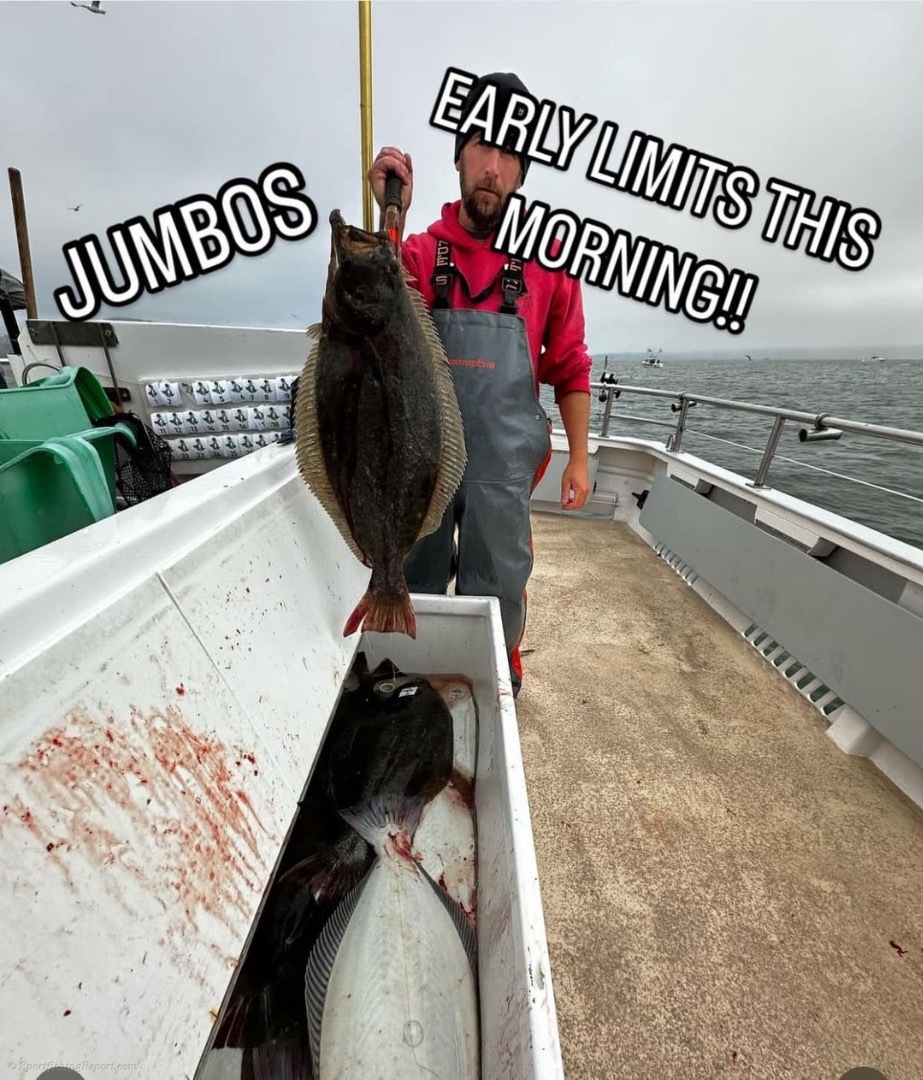 Limits of Jumbo Halibut!