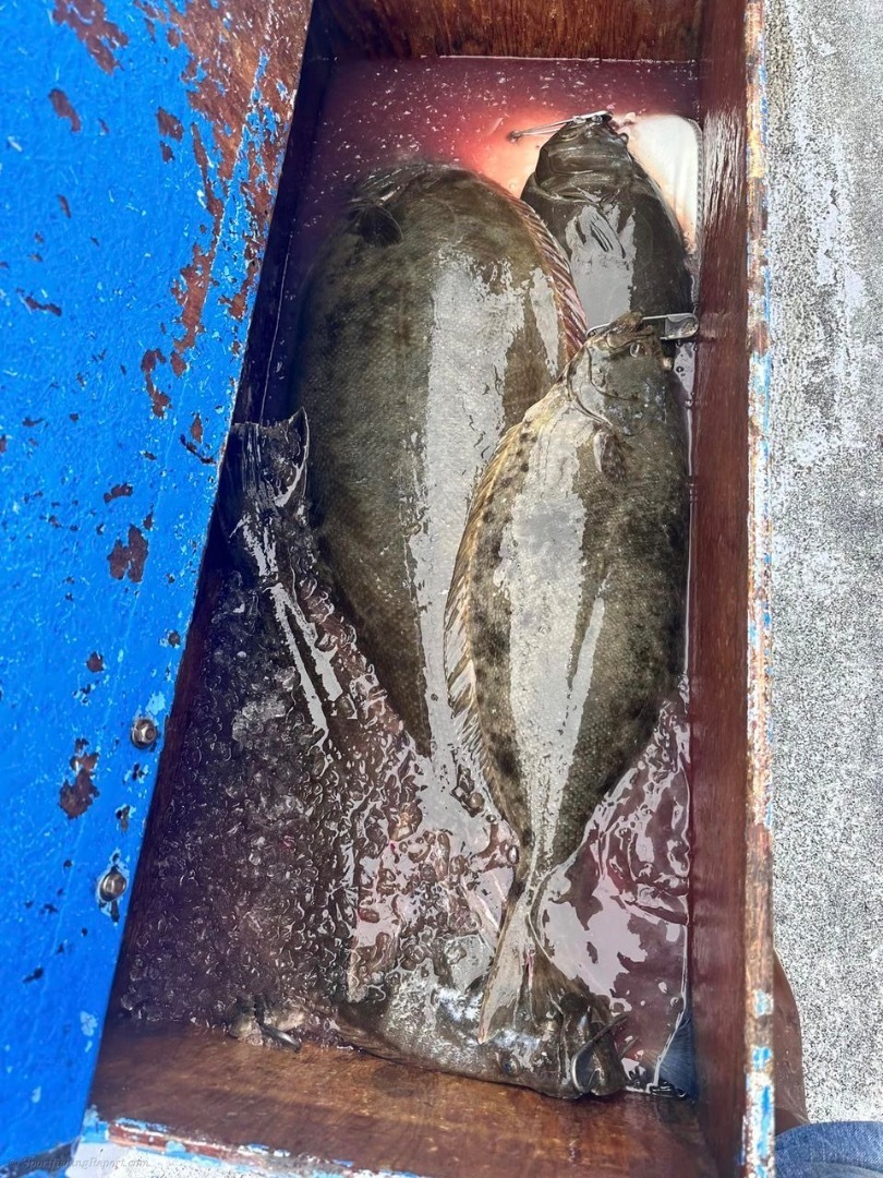 Lots of Halibut and Striped Bass!