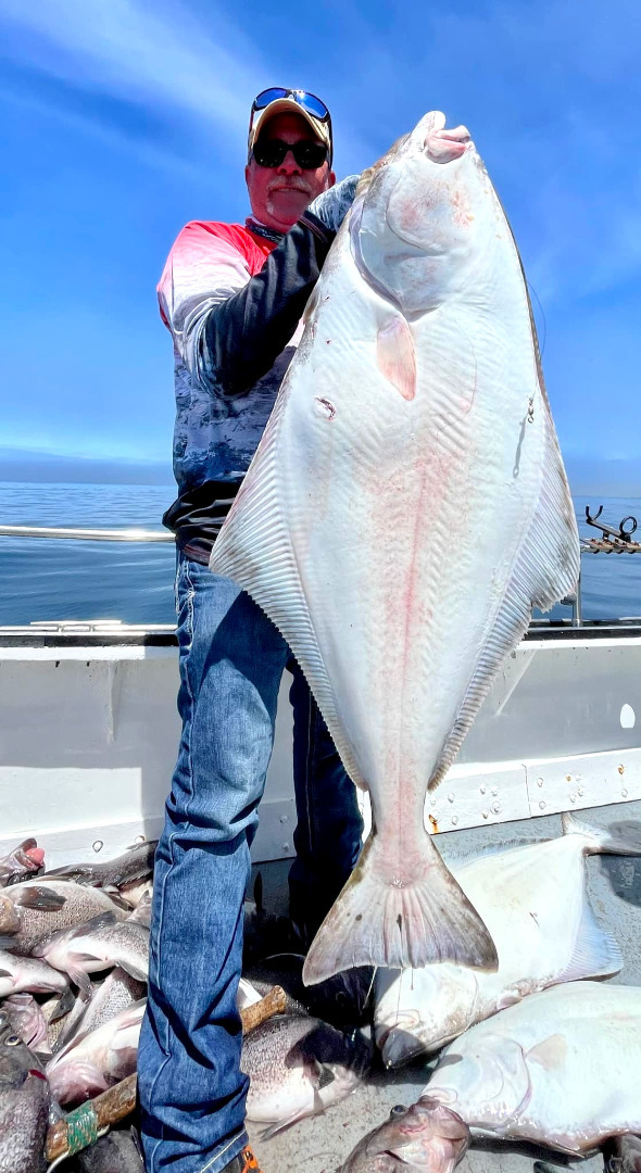 Pacific Halibut Action Hit and Miss