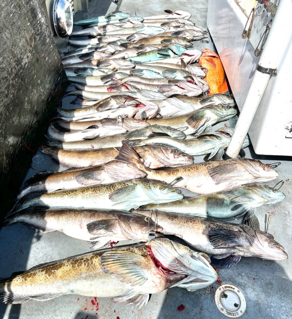 LIMITS OF LINGCOD & ROCKFISH!!!