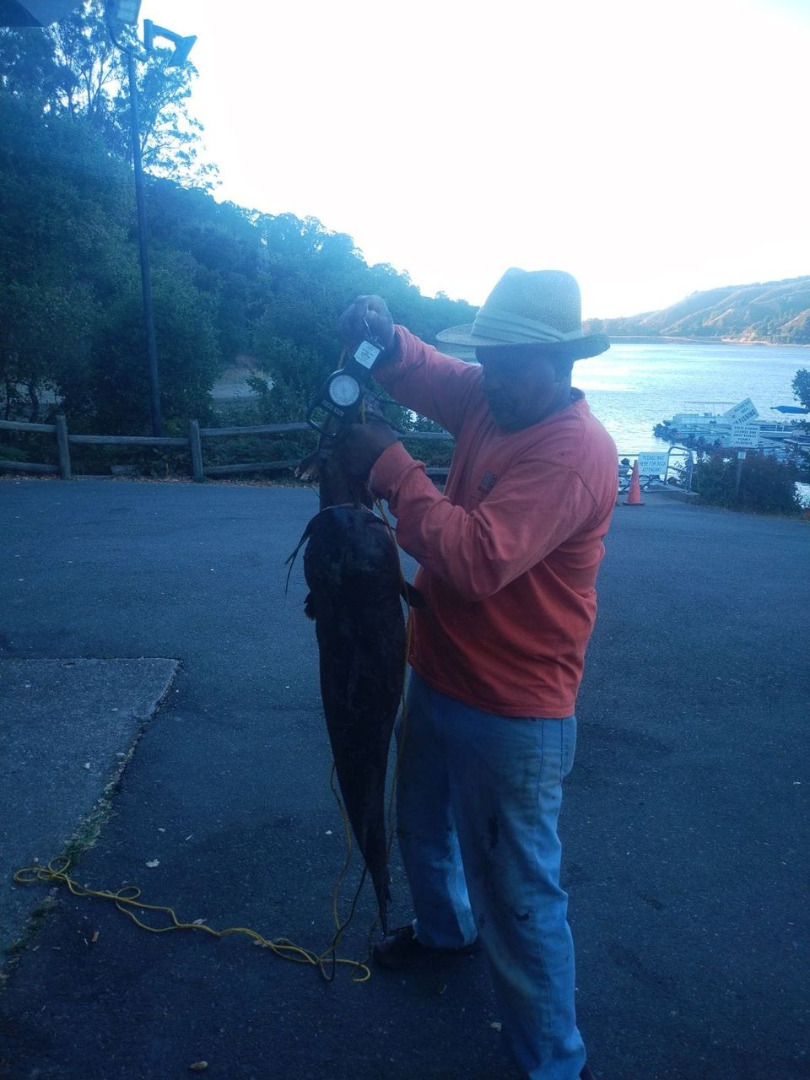 20 lb Catfish caught from shore