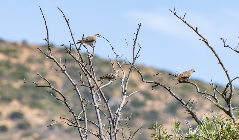 CDFW Wildlife Areas Prepared to Welcome Dove Hunters Sept. 1 cover picture