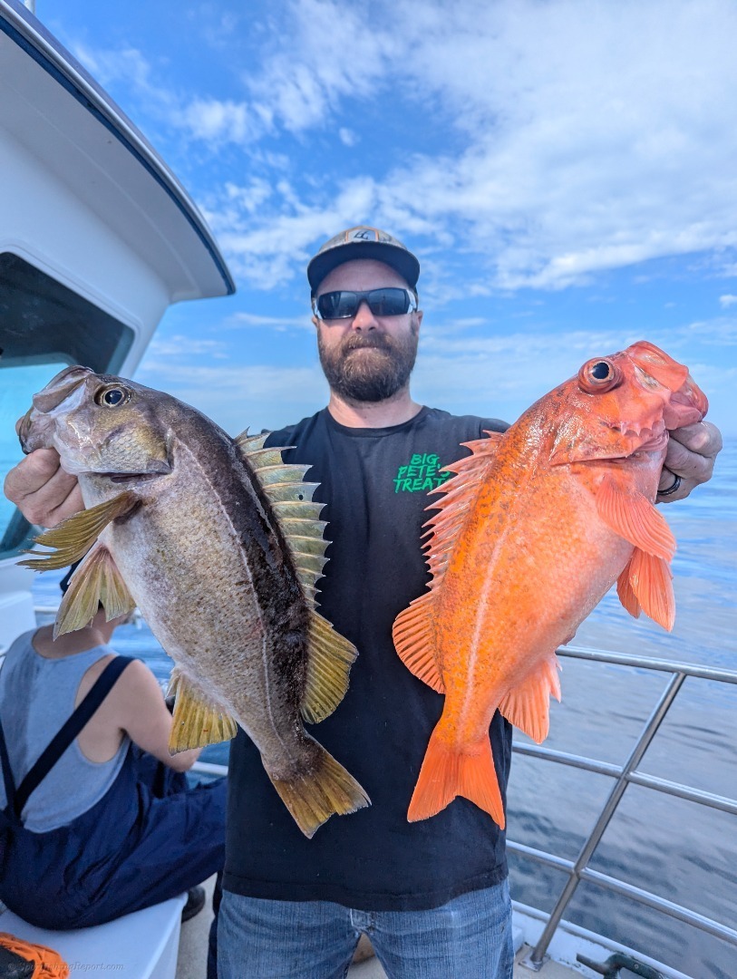 Quality deep water rock cod limits