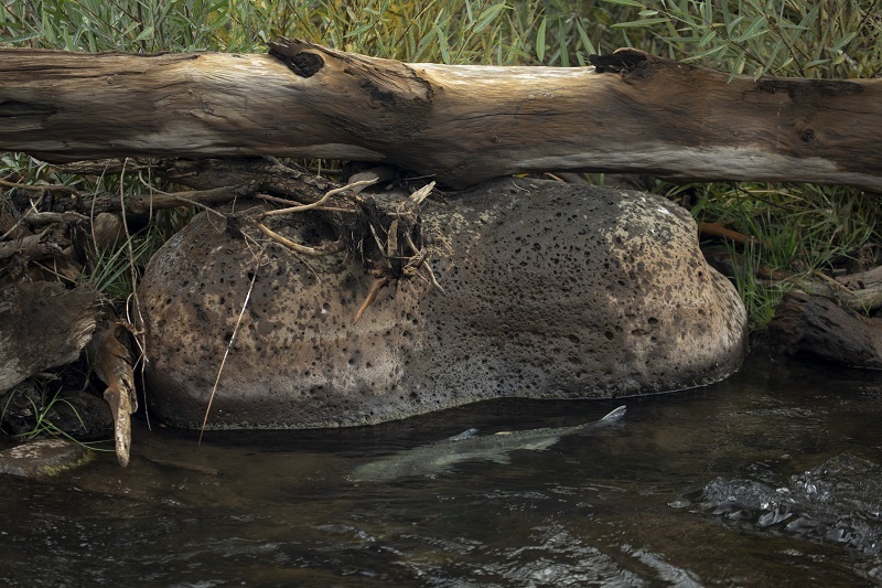 Klamath River Chinook Salmon Reoccupying Historic Habitat, Spawning Above Former Dam Locations cover picture