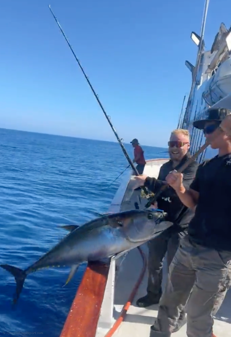 Hot Action on The Yellowfin Tuna