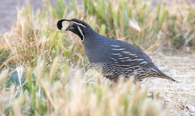 CDFW Anticipates Good Conditions for Quail and Chukar Hunting