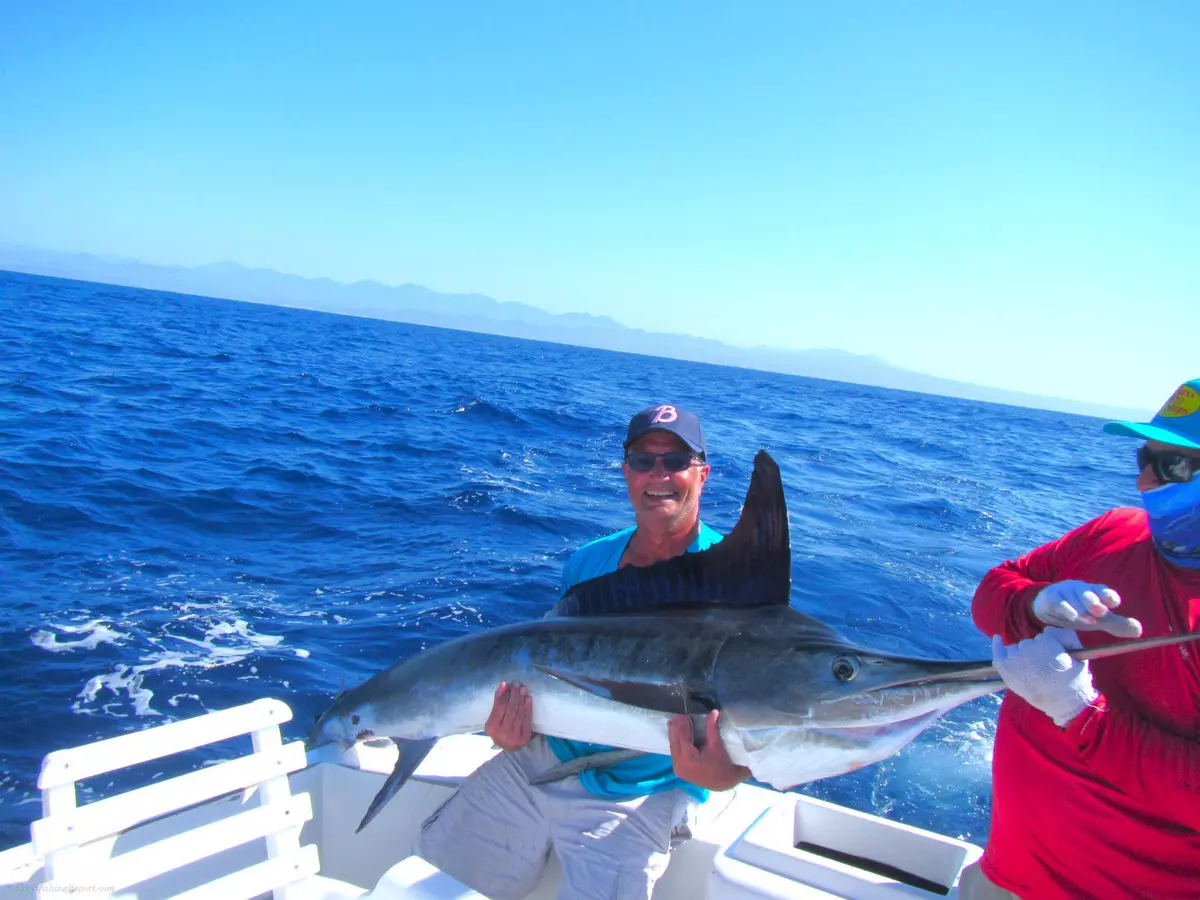 150 lb Striped Marlin