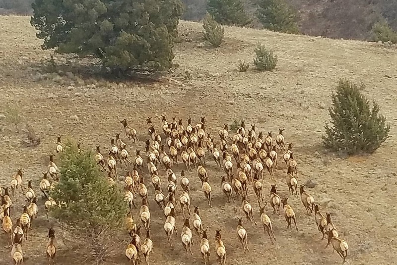 CDFW to Conduct Helicopter Surveys in Northeastern California to Monitor Elk Populations, Inform Hunting Regulations