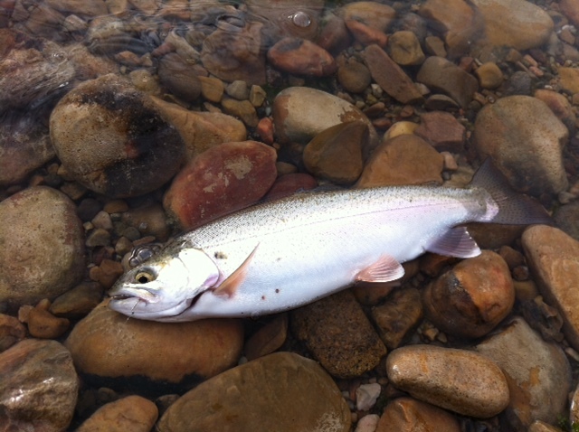  Trout Fishing is Great at East Canyon State Park! 