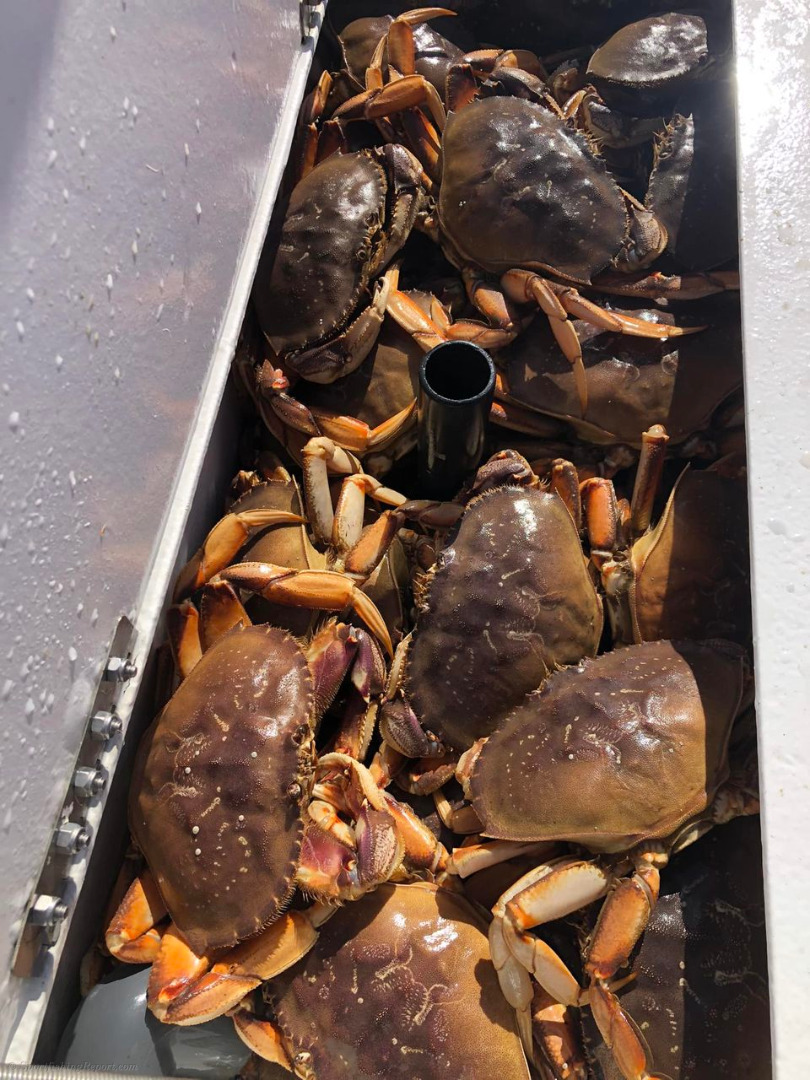 Crabbing SpecialWednesday November 27 