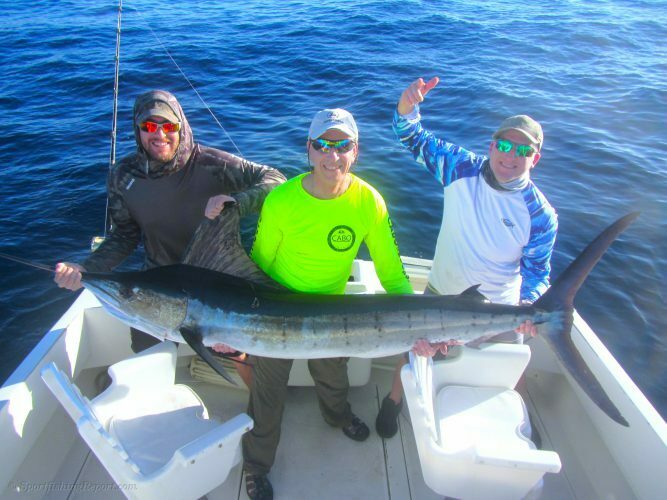  Two 150LB. Striped Marlin