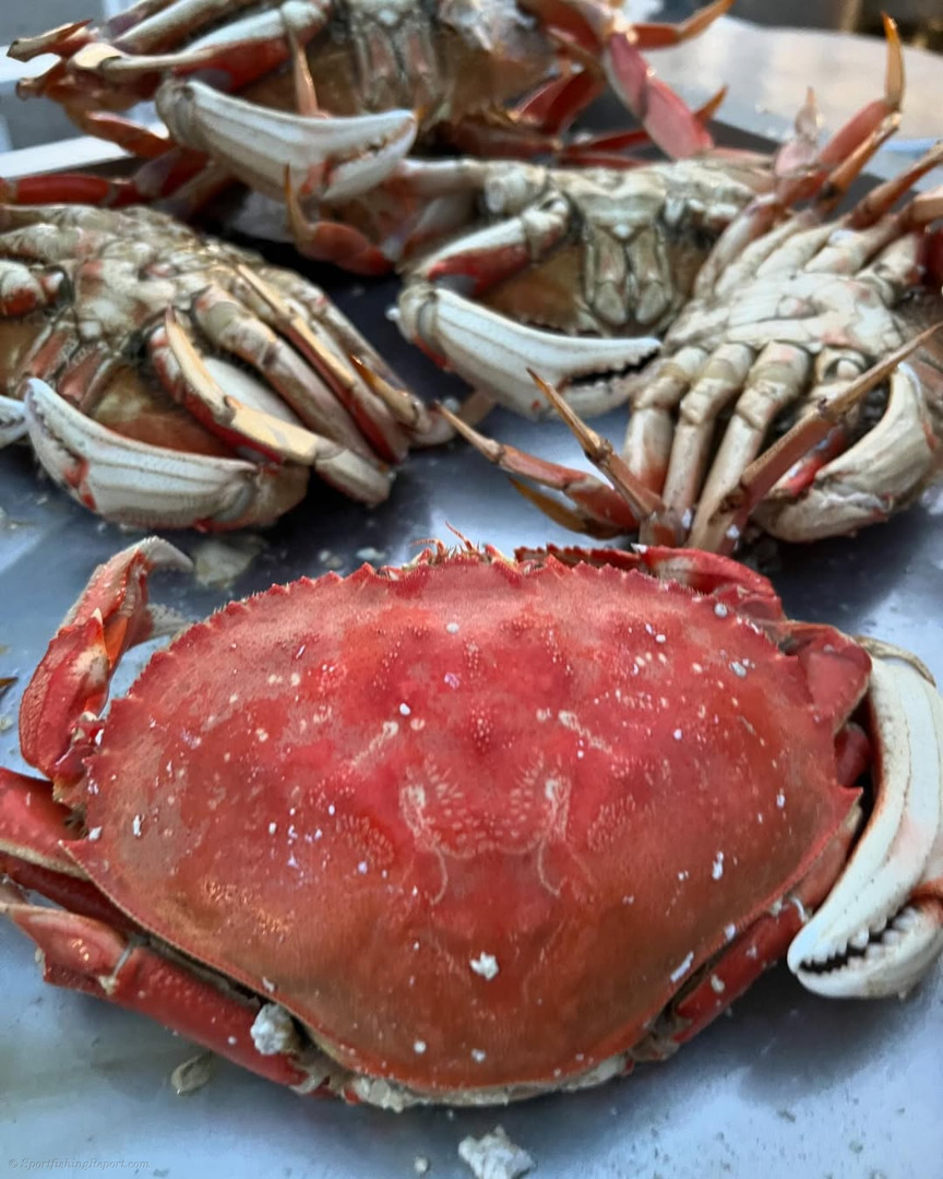 Crab traps are soaking! Come on out Sunday!