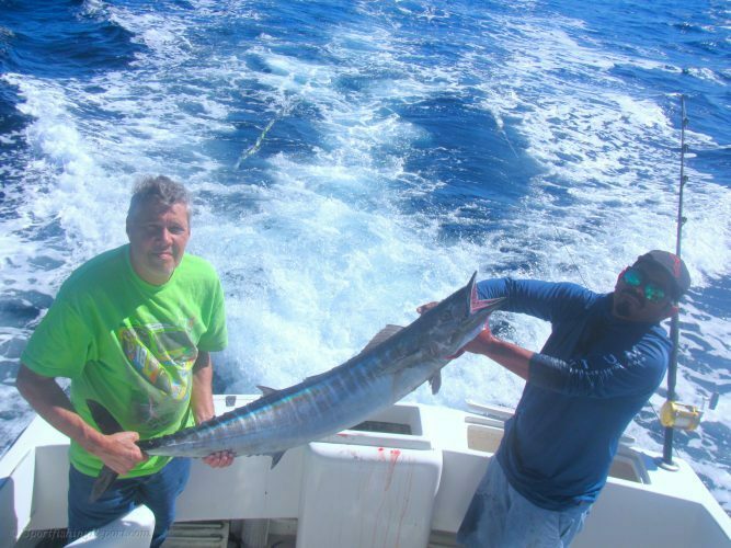 Seven Yellowfin Tunas