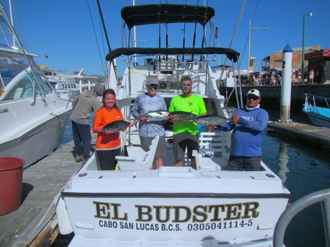 Eleven 18-20LB Yellowfin Tunas