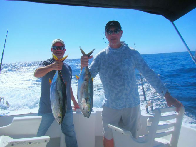 Seven Yellowfin Tunas