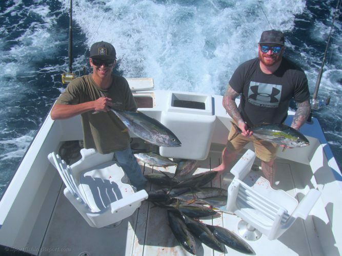 Ten 18 LB Yellowfin Tunas