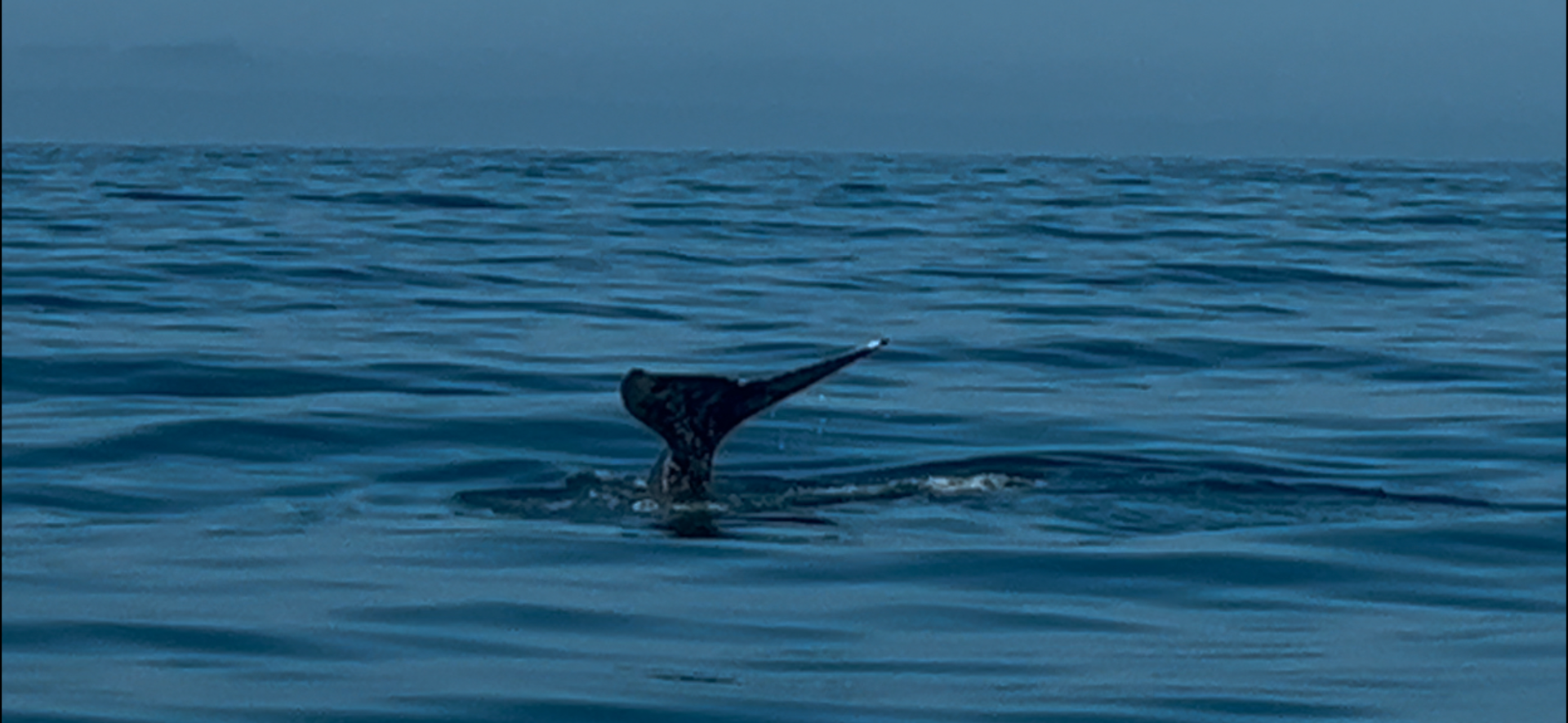 Whale Watch Report Image