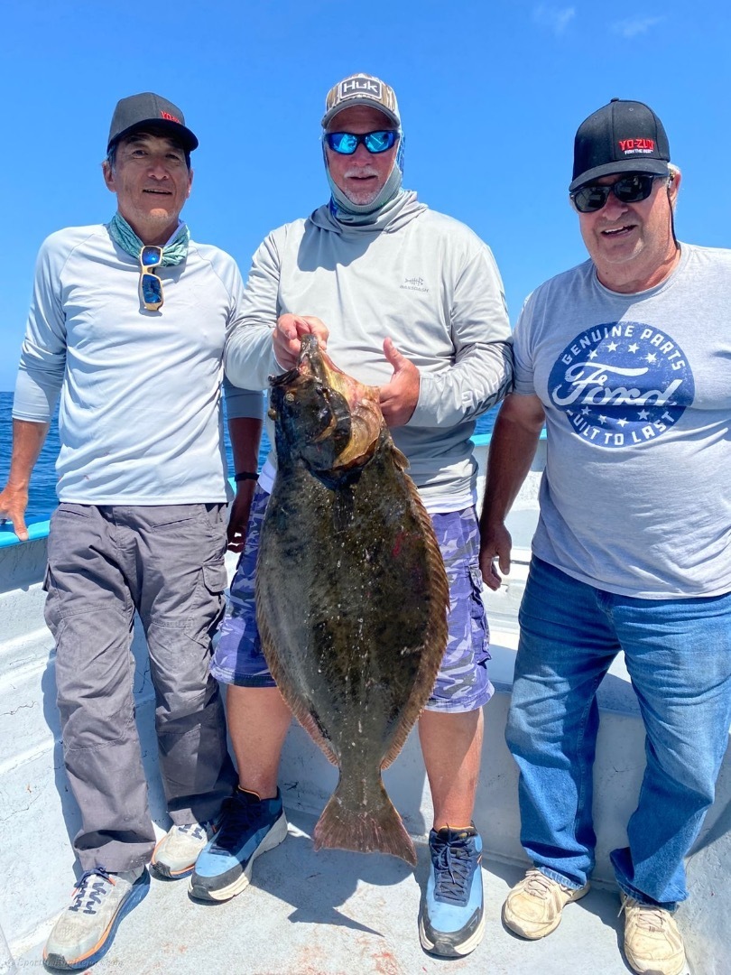 Halibut 