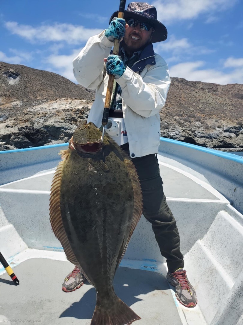 30# Halibut for Nomie