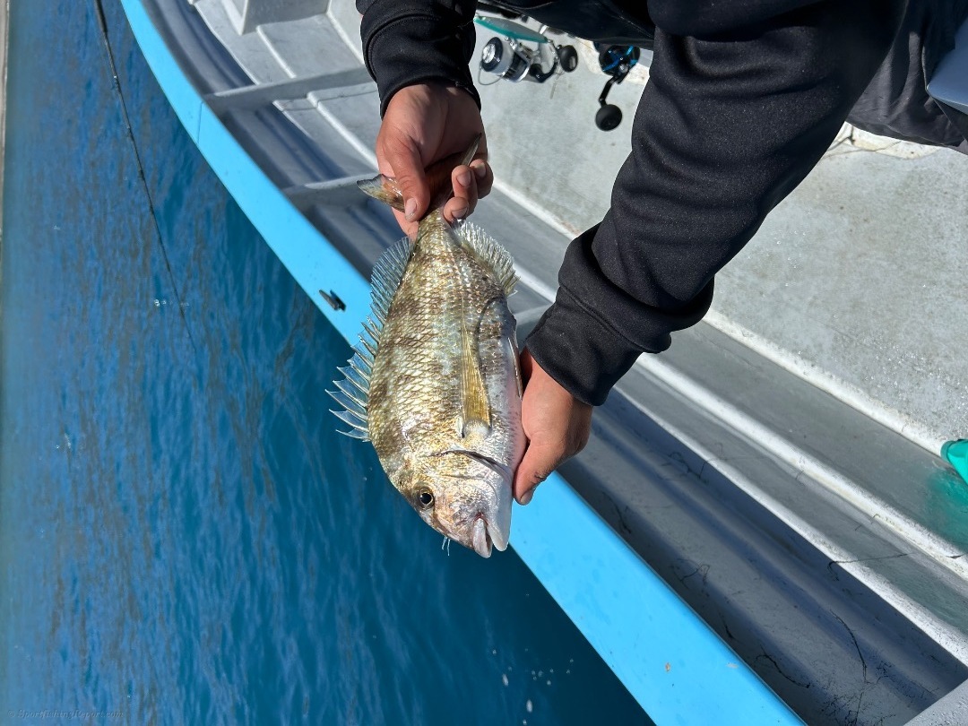 Name that fish! 